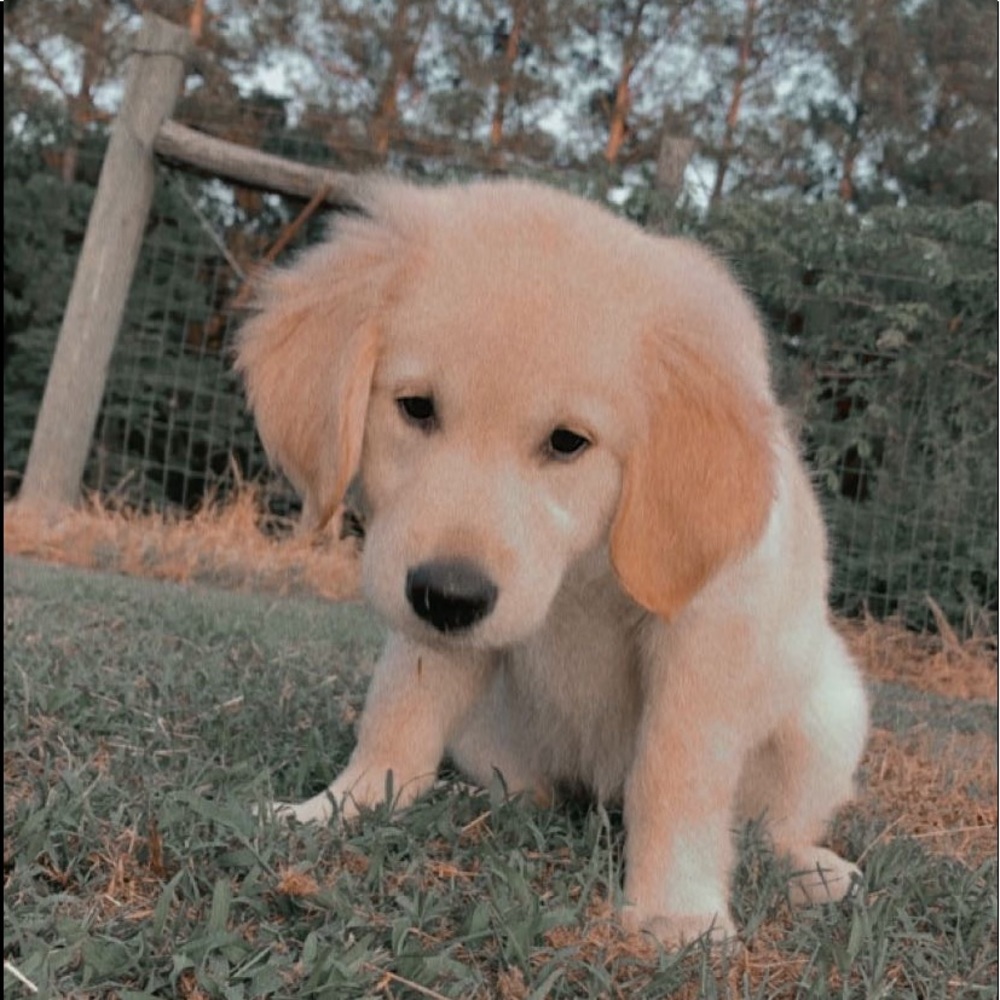 Meet your Posher, Miranda